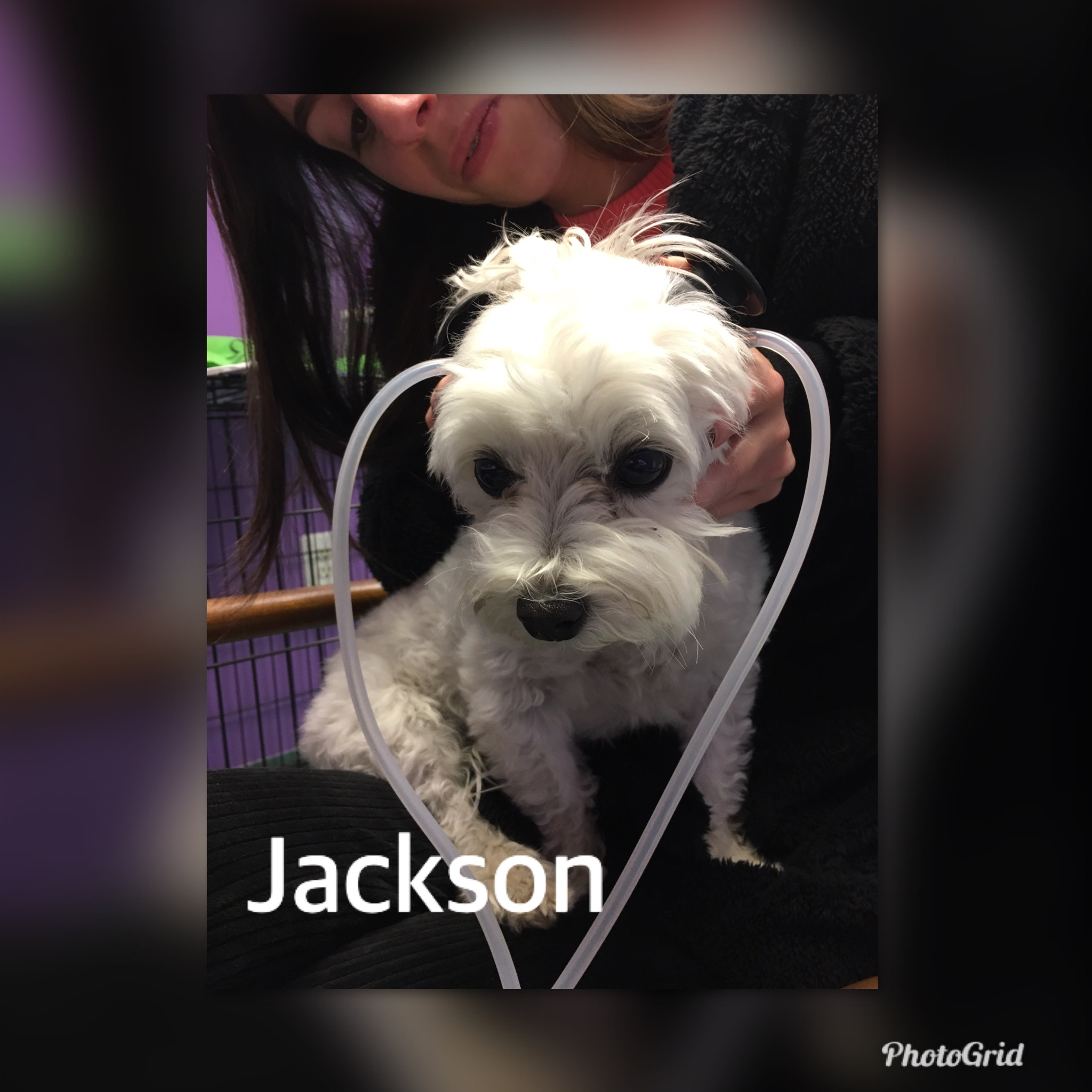 Ozone Treatment Alt Pet Doc