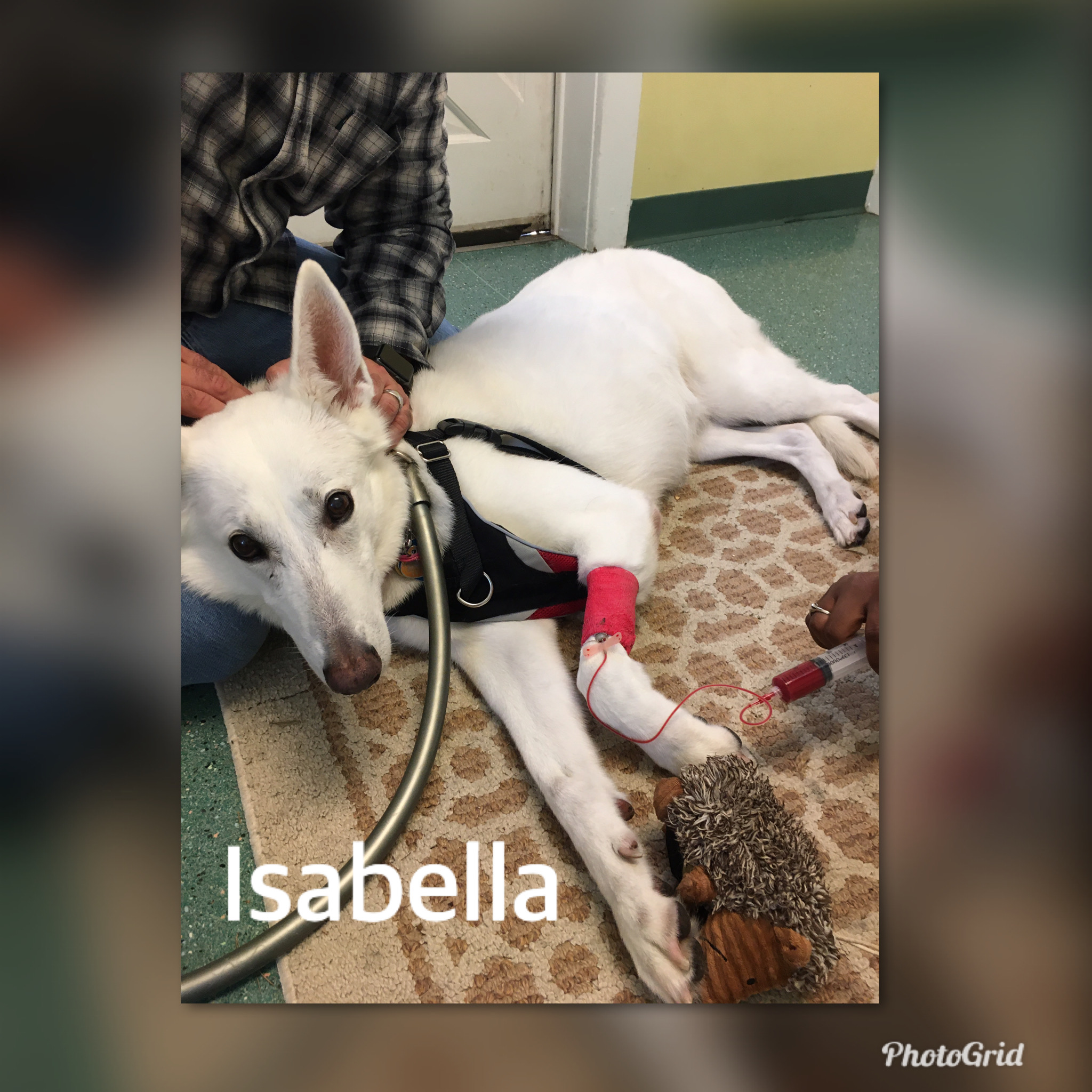 Ozone Treatment Alt Pet Doc