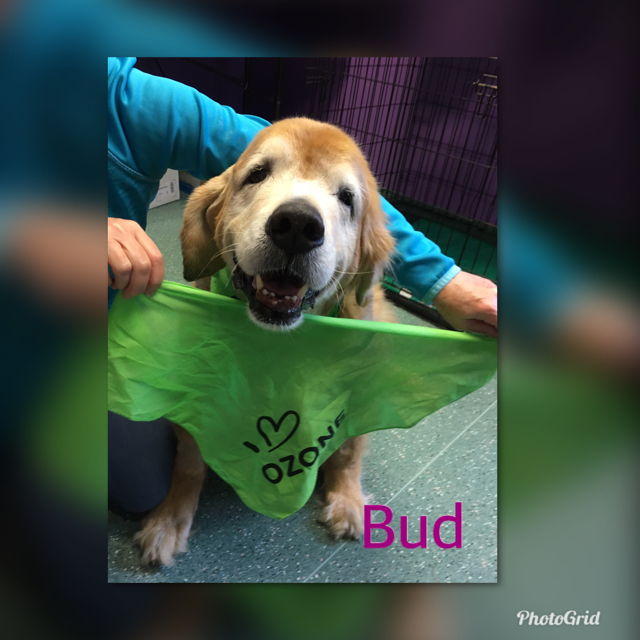 Ozone Treatment Alt Pet Doc