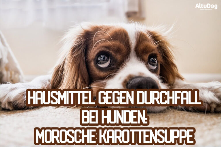 Hausmittel gegen Durchfall bei Hunden Morosche Karottensuppe AltuDog