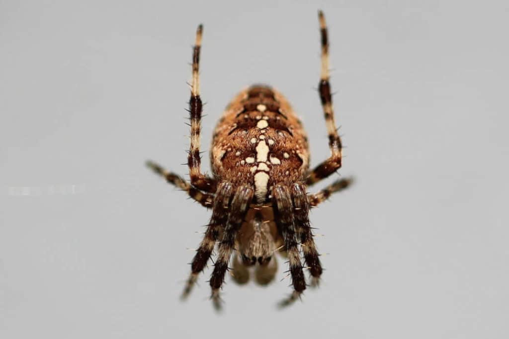 Pest Control Near Me How to Get Rid of Spiders
