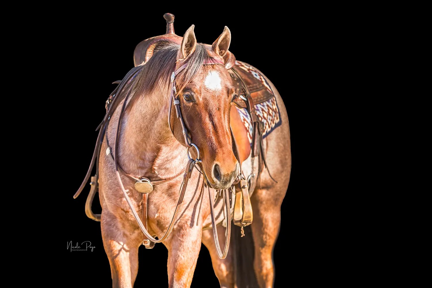 Alward Ranches Reined Cowhorses Parma, ID