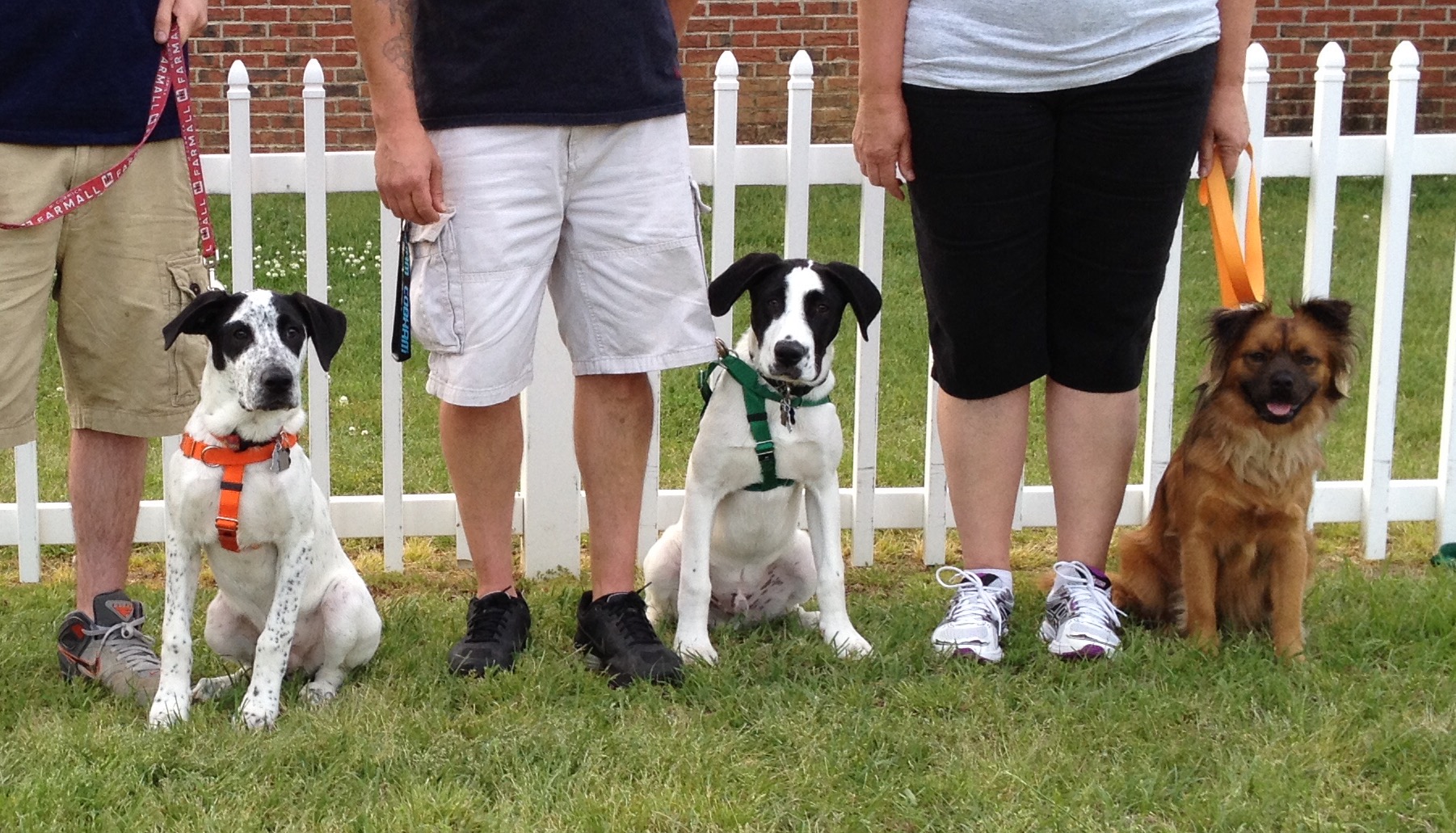 puppyclass2 Always Pawsitive Dog Training