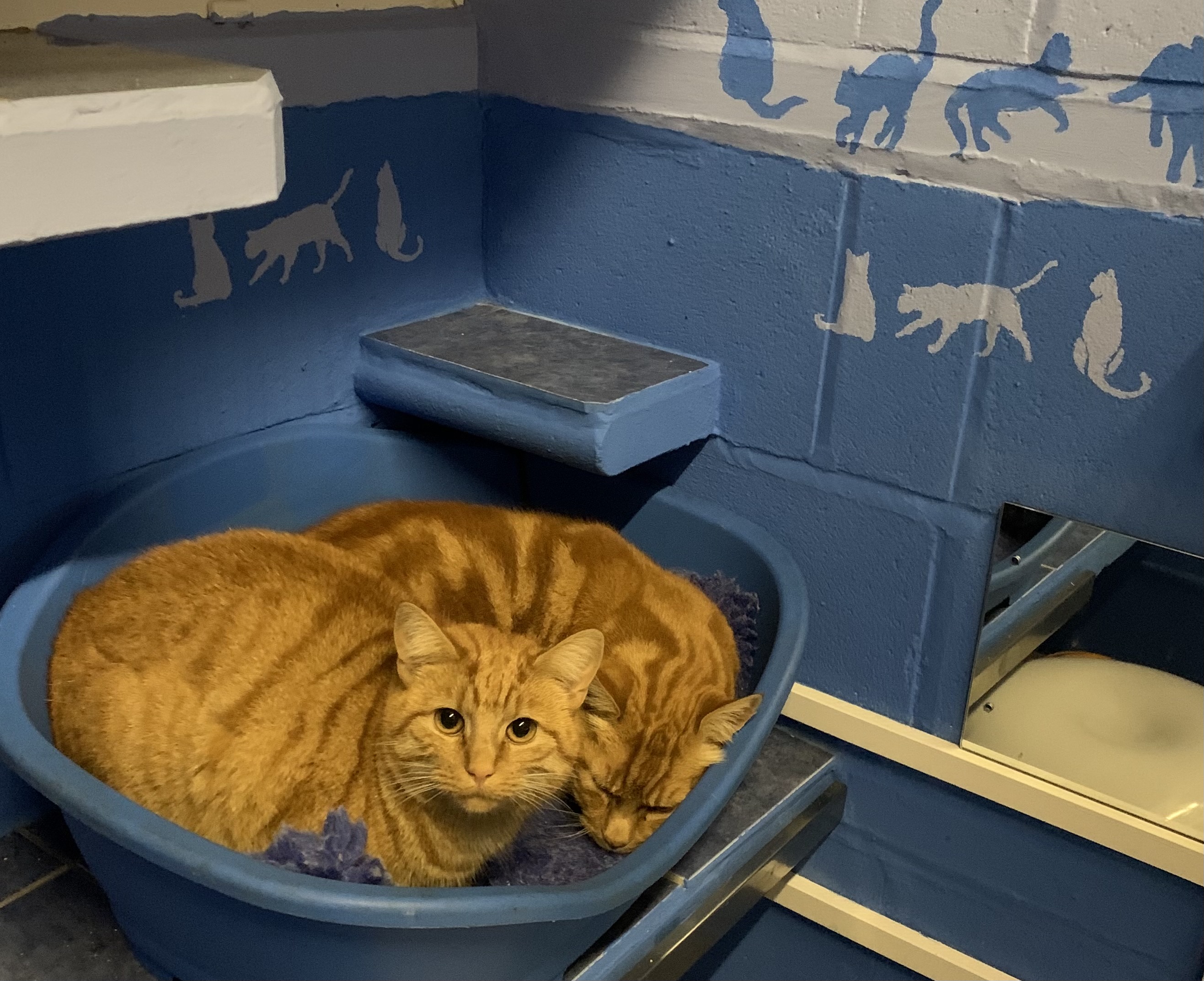 Cattery Purrfect Paradise Slide Show