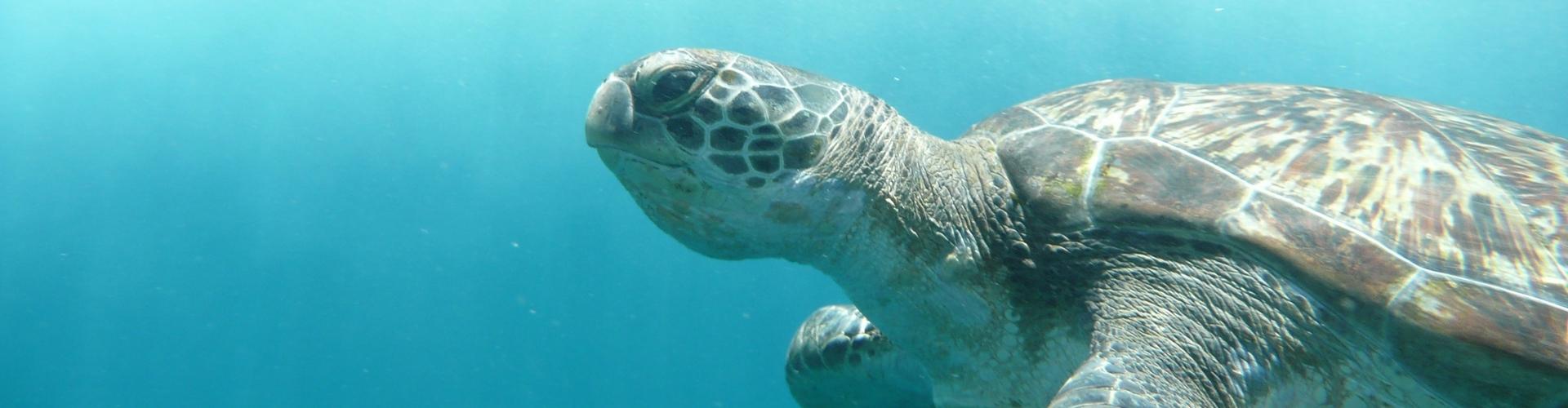 Blue Fin Dive Center