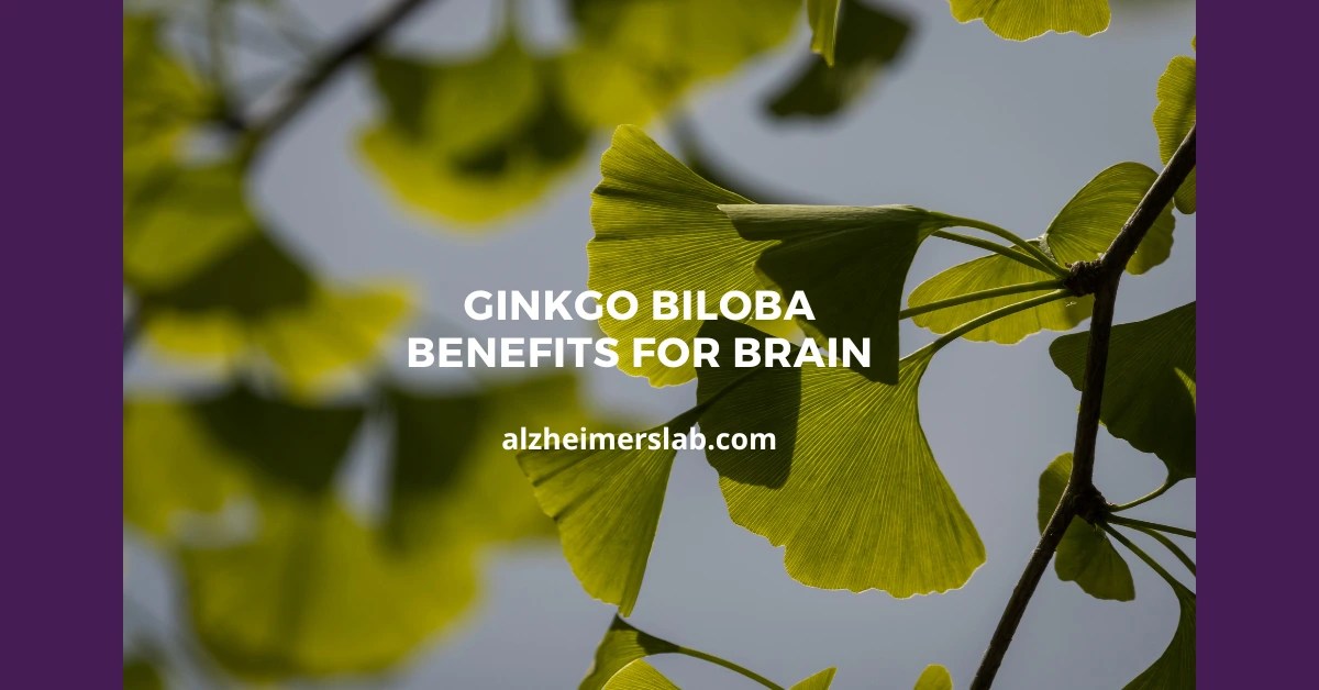Ginkgo Biloba Benefits for Brain AlzheimersLab