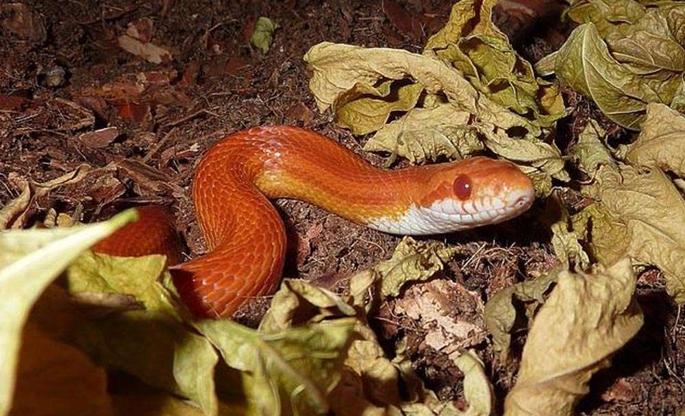 How often do Corn Snakes Poop? Amado Pets
