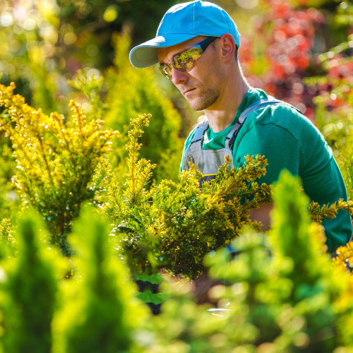 Services Amador Tree & Landscaping Services