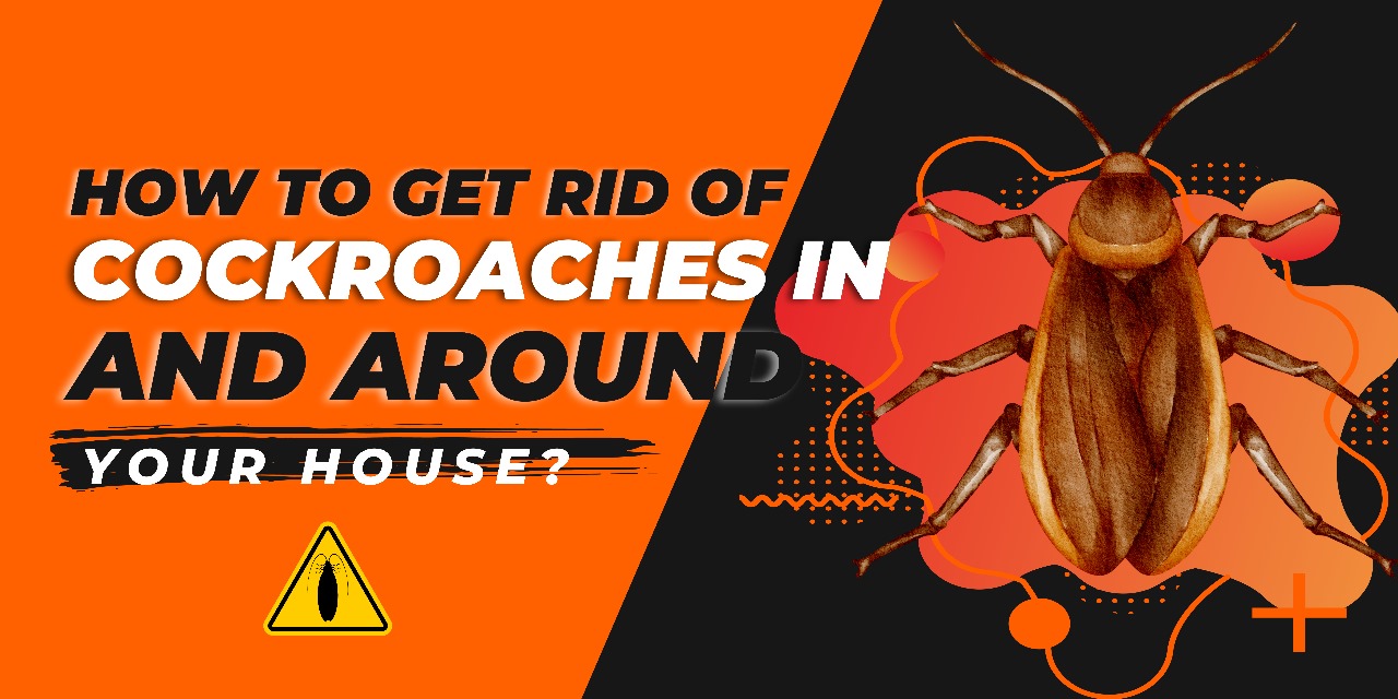 How To Prevent Cockroaches At Home? (And What Doesn't)