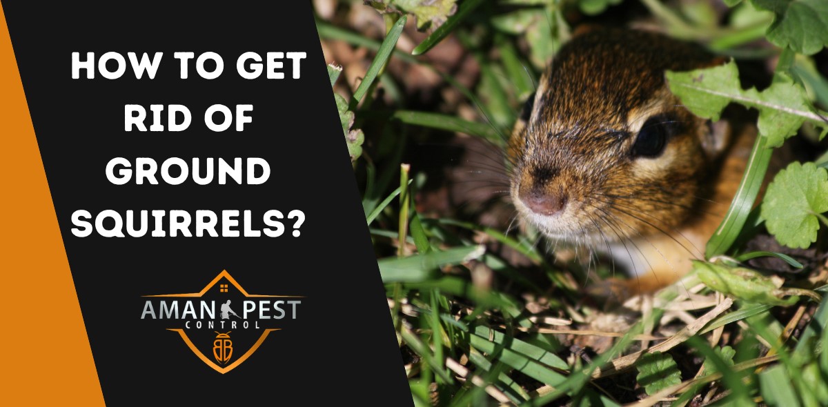 How to Get Rid of Ground Squirrels in Your Garden? (2024)