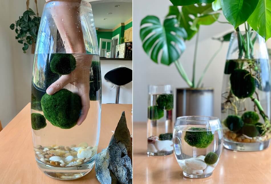 Indoor Water Garden Ideas