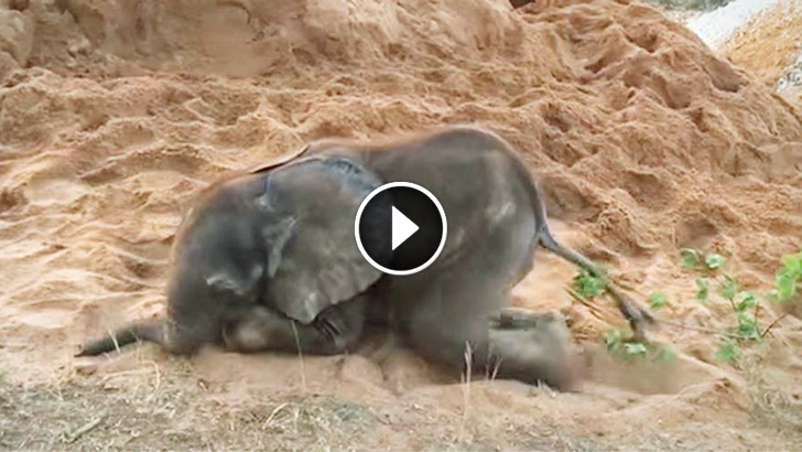 This Sick Baby Elephant Was Rejected By His Herd. But Watch Who Shows