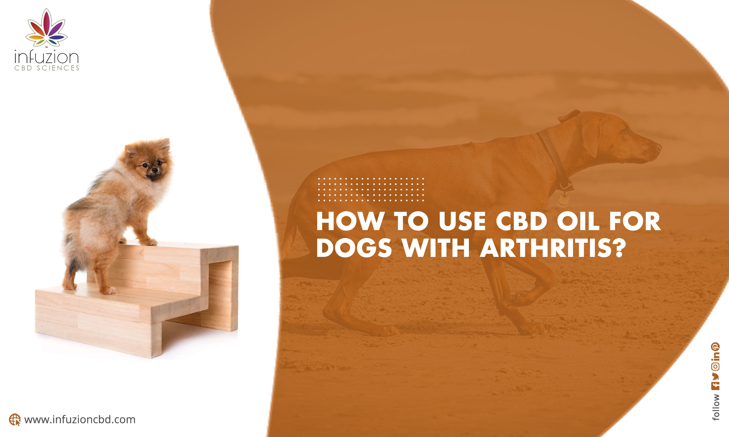 How To Use Hemp Oils For Dogs With Arthritis?