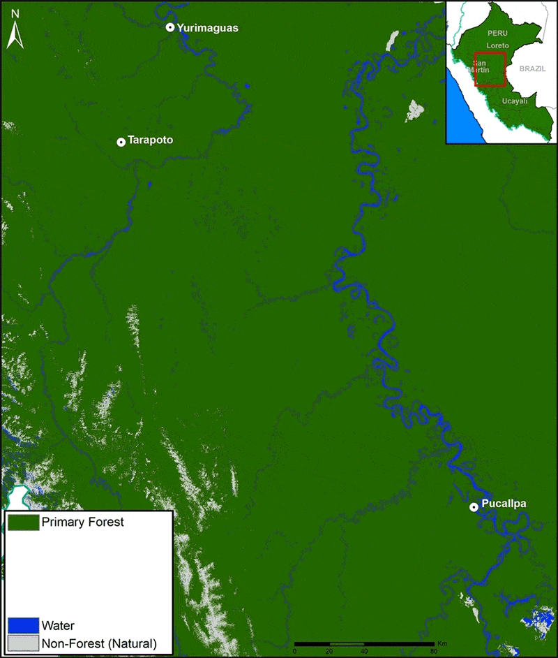 MAAP 93 Shrinking Primary Forests of The Peruvian Amazon Amazon