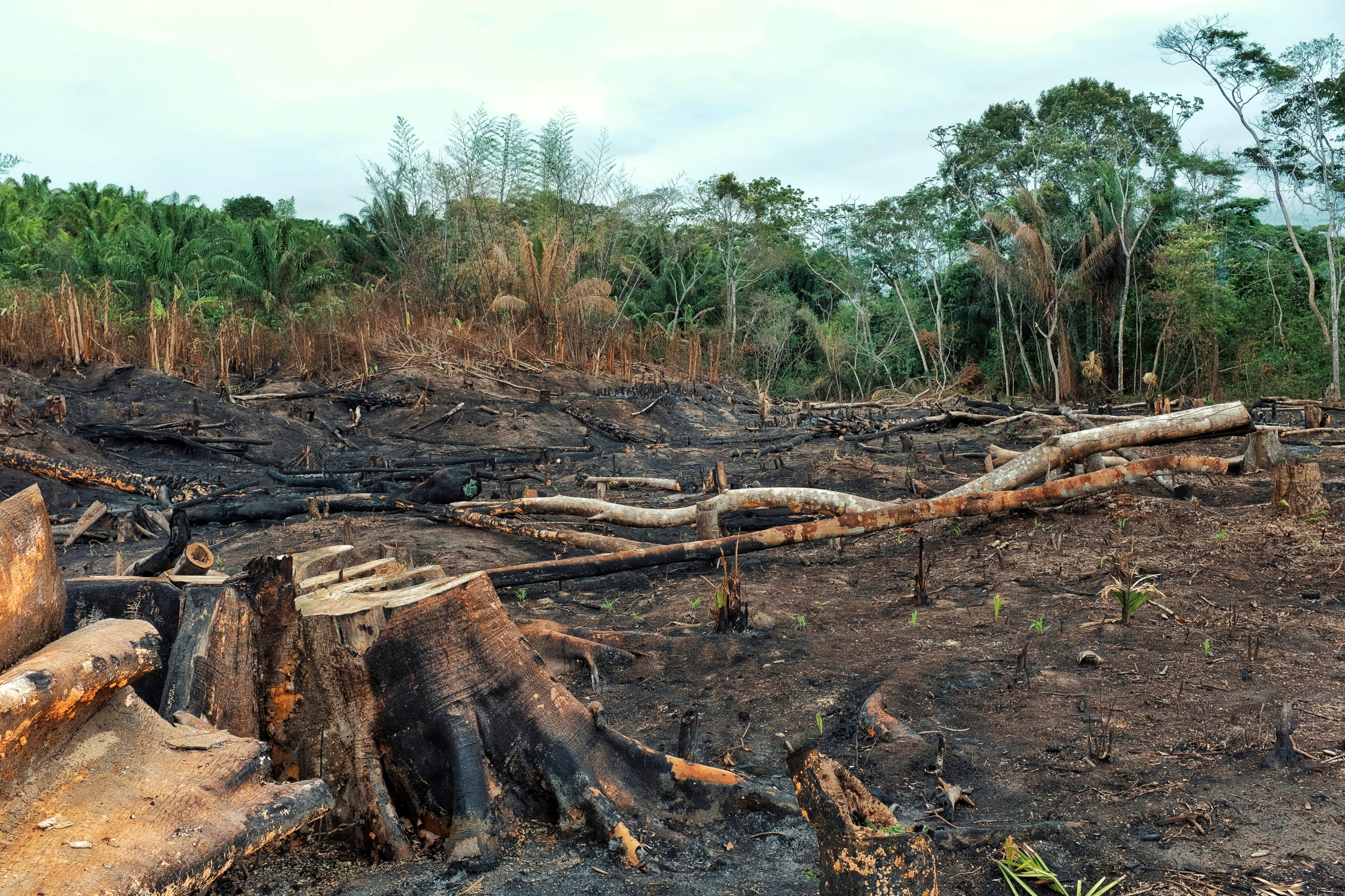 result of the deforestation of the rainforest with burnt down fi