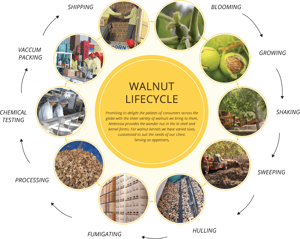 Buy Kashmiri Walnuts Online India Buy California Walnuts Online India