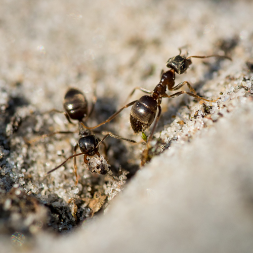 Ants Amco Pest Control Markham