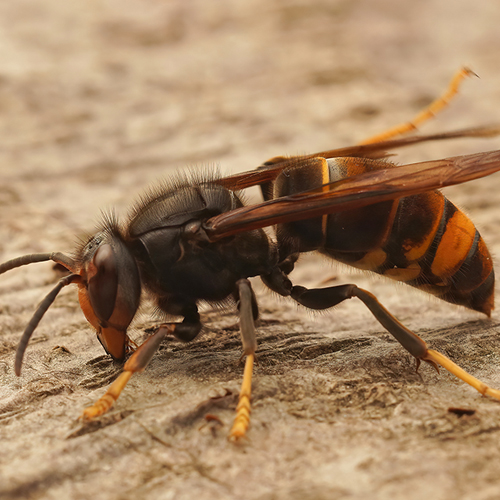 Wasp Amco Pest Control Markham