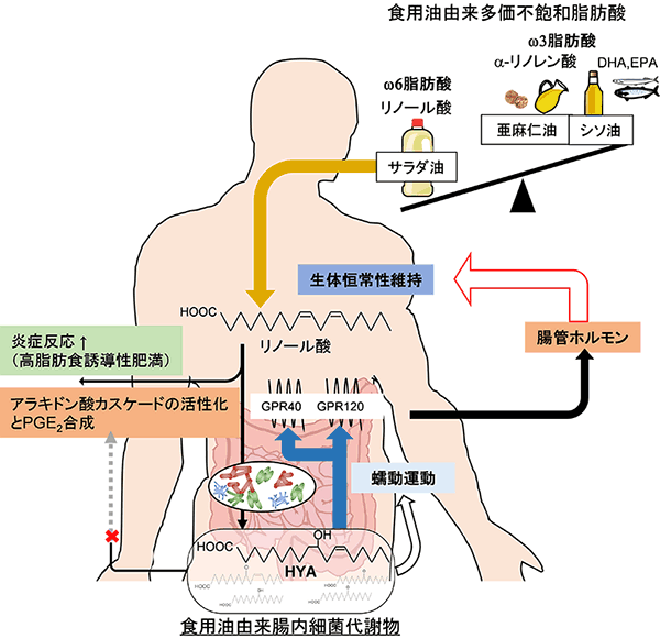 腸内細菌は食用油に含まれる多価不飽和脂肪酸を代謝することにより宿主の肥満を防ぐことを解明 国立研究開発法人日本