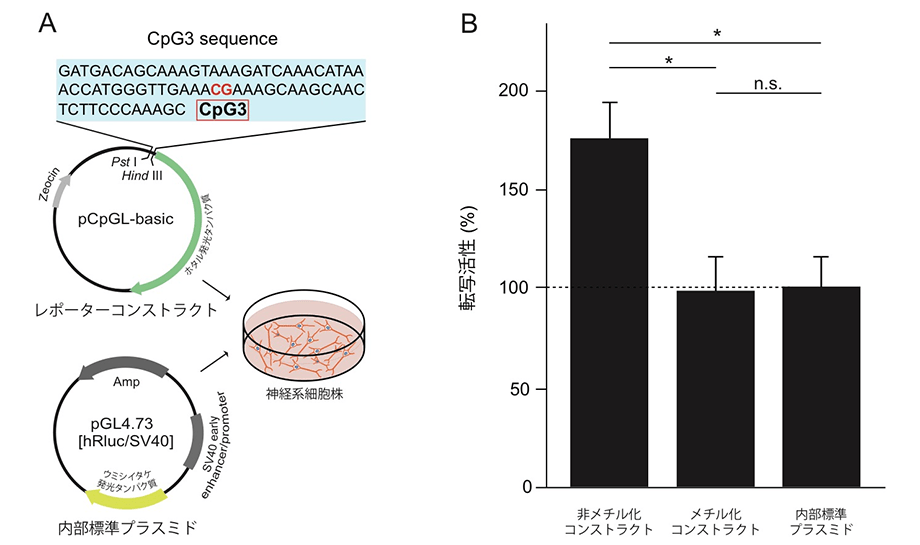統合失調症や双極性障害の男性患者ではセロトニン関連遺伝子のDNAメチル化状態が変化 国立研究開発法人日本医療研究開発機構