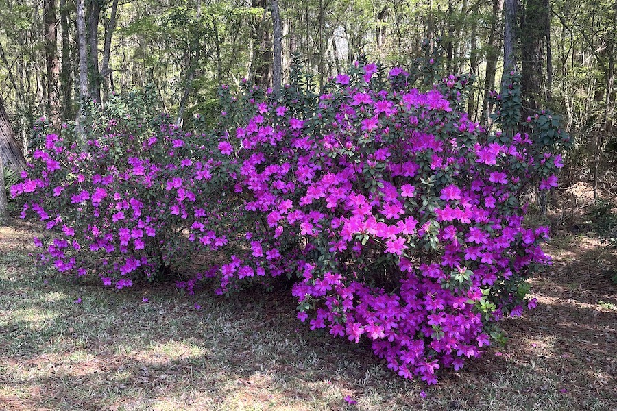 5 Reasons To Choose Amelia Island This Spring Amelia Island