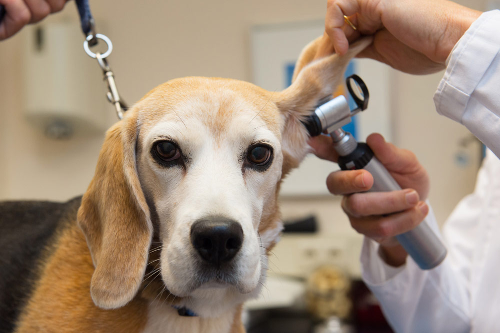 How Do Vets Treat Dog Ear Infections