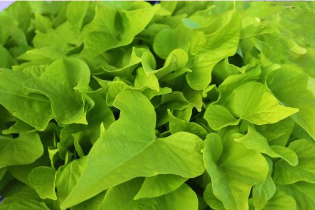 Potato Vine Ipomoea Flora Mia Limon from American Farms