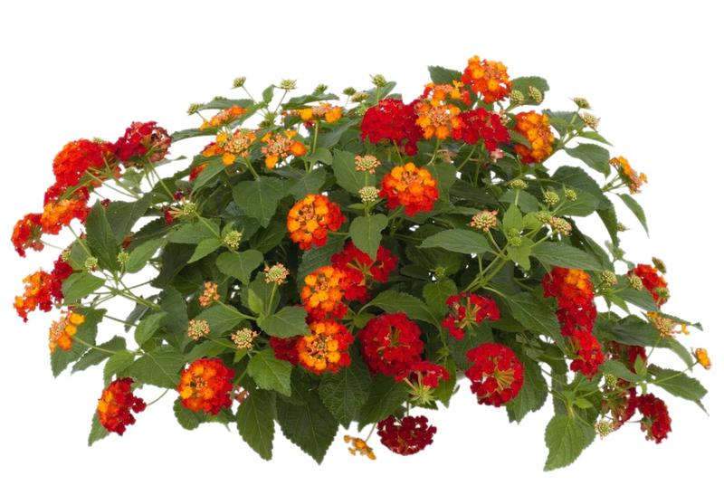 Lantana Lantana Bandana Red from American Farms