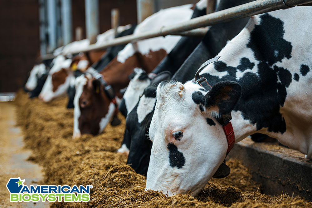 What You Should Know Before Feeding Your Cattle
