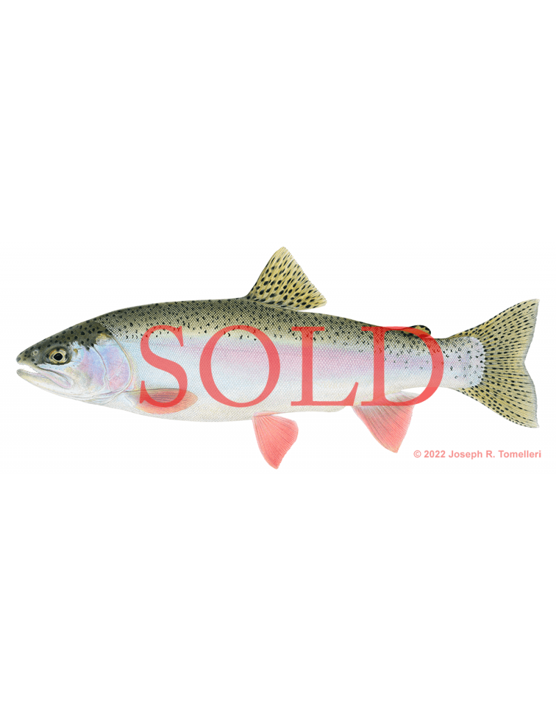 Williamson Rainbow trout