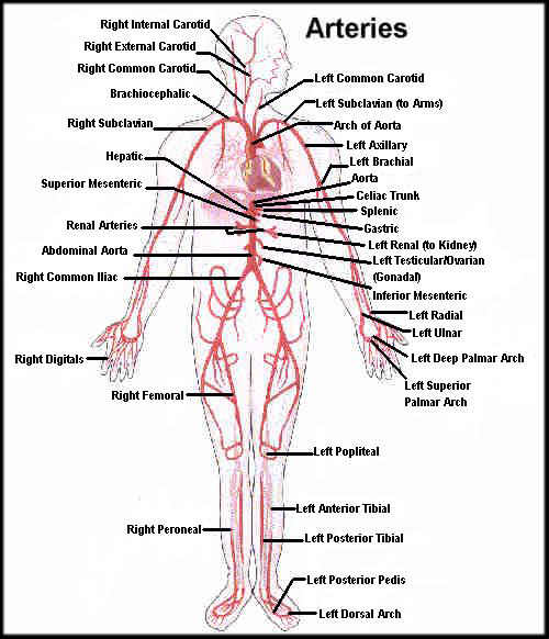 Amazing guide for CPT code for Angiogram in Surgery Medical Coding Guide