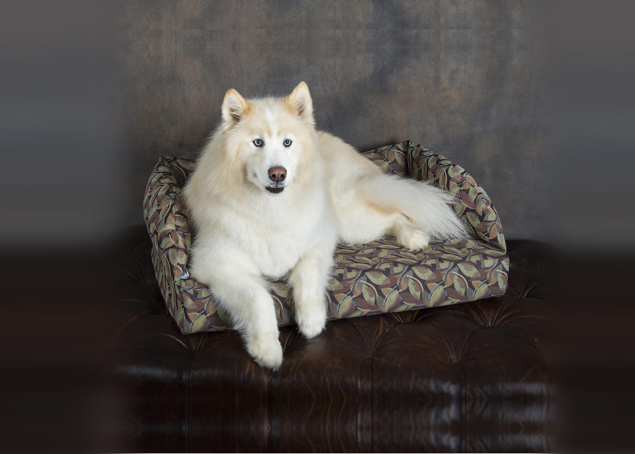 How to choose the correct pet bedding American Mutt