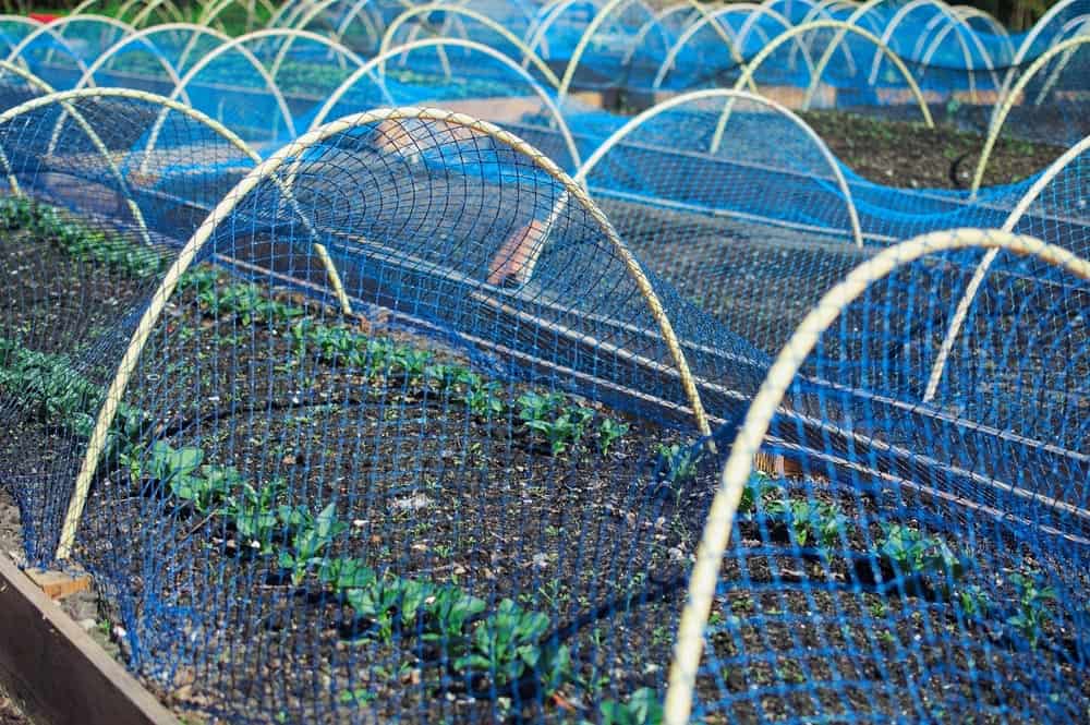 Bird Control Netting American Nettings & Fabric