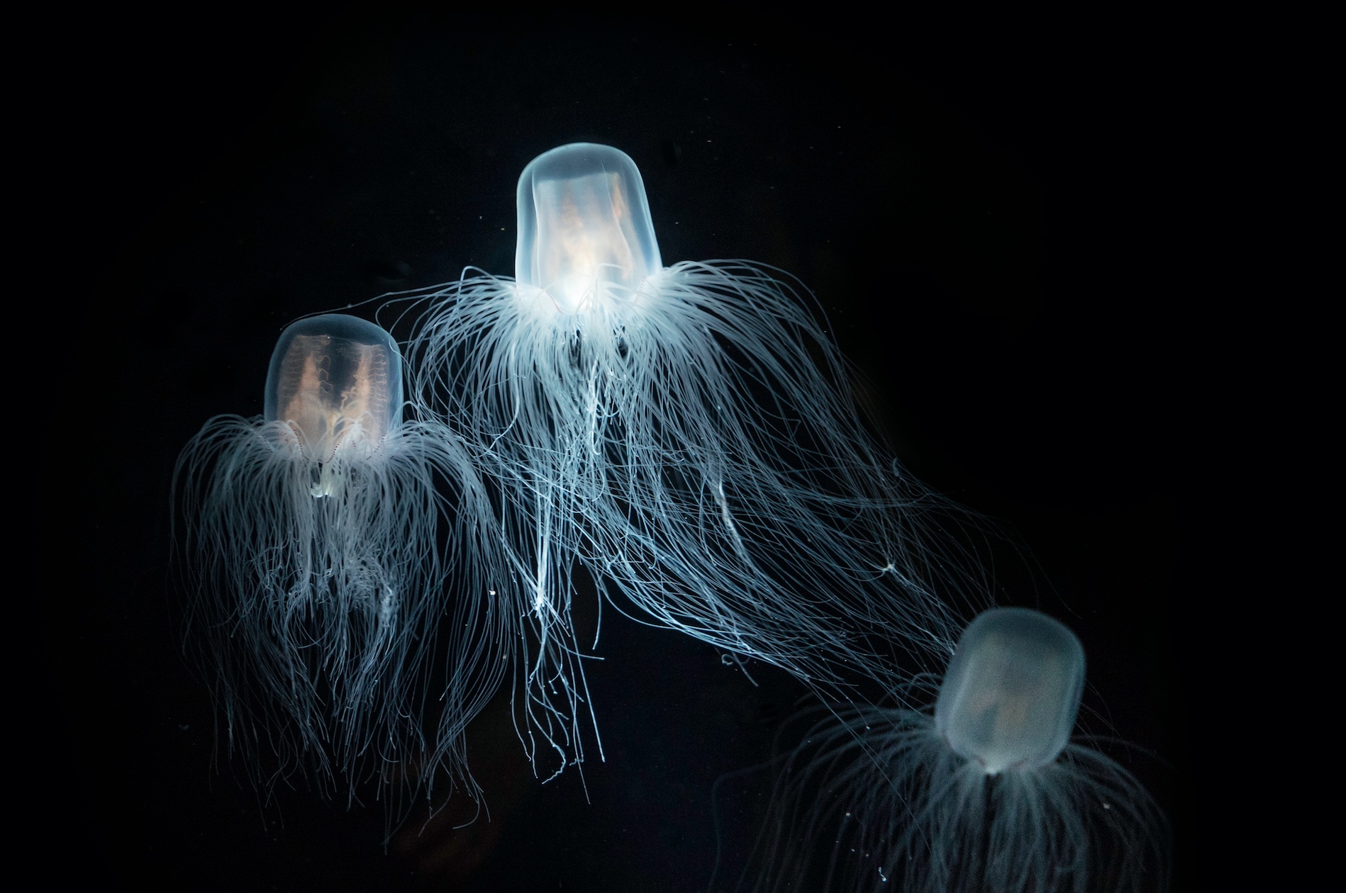What Are The Top 10 Most Dangerous Jellyfish at Larry Swider blog