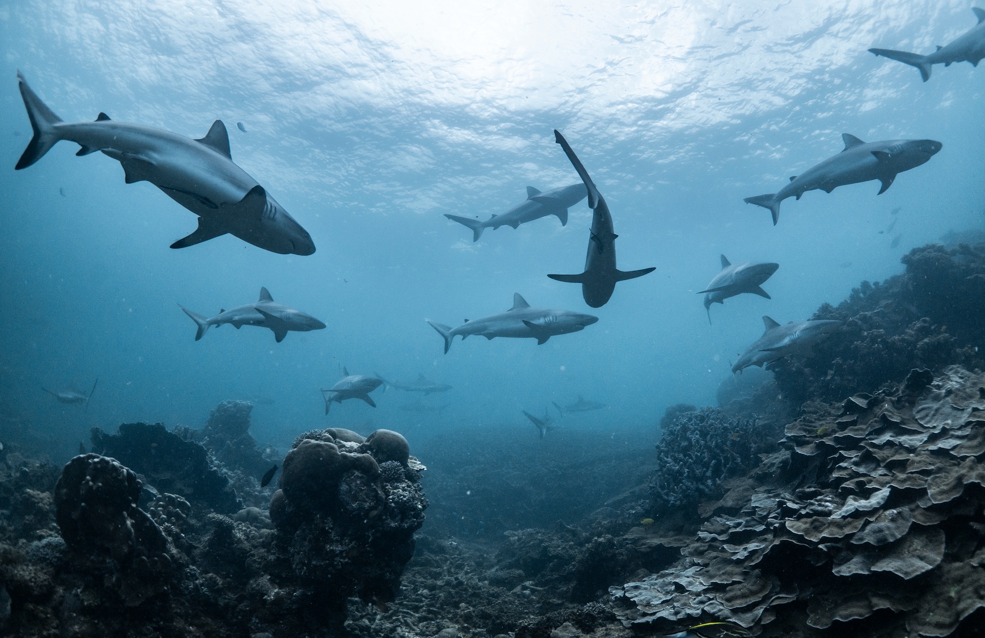 The Effects of Climate Change on Sharks American Oceans