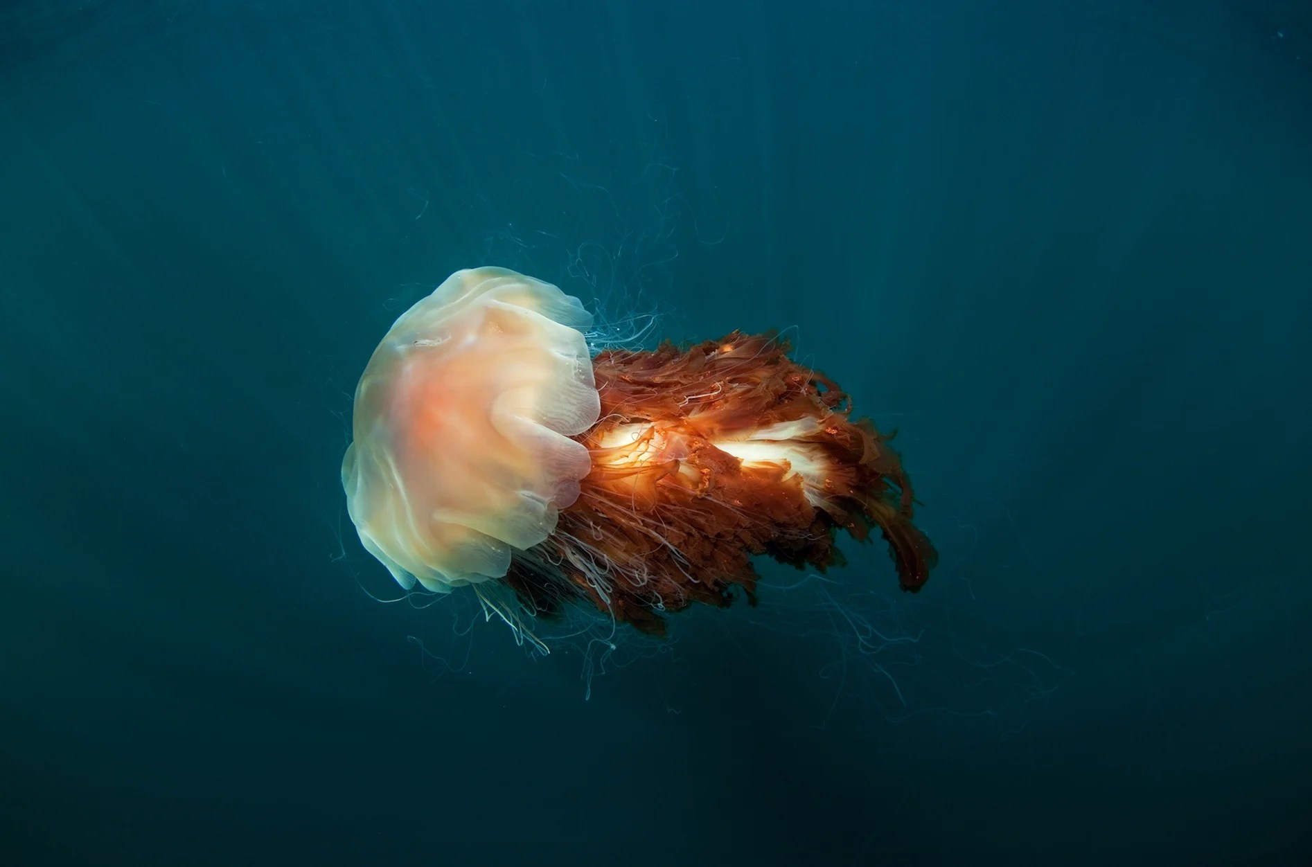 Are Lion's Mane Jellyfish Dangerous? American Oceans