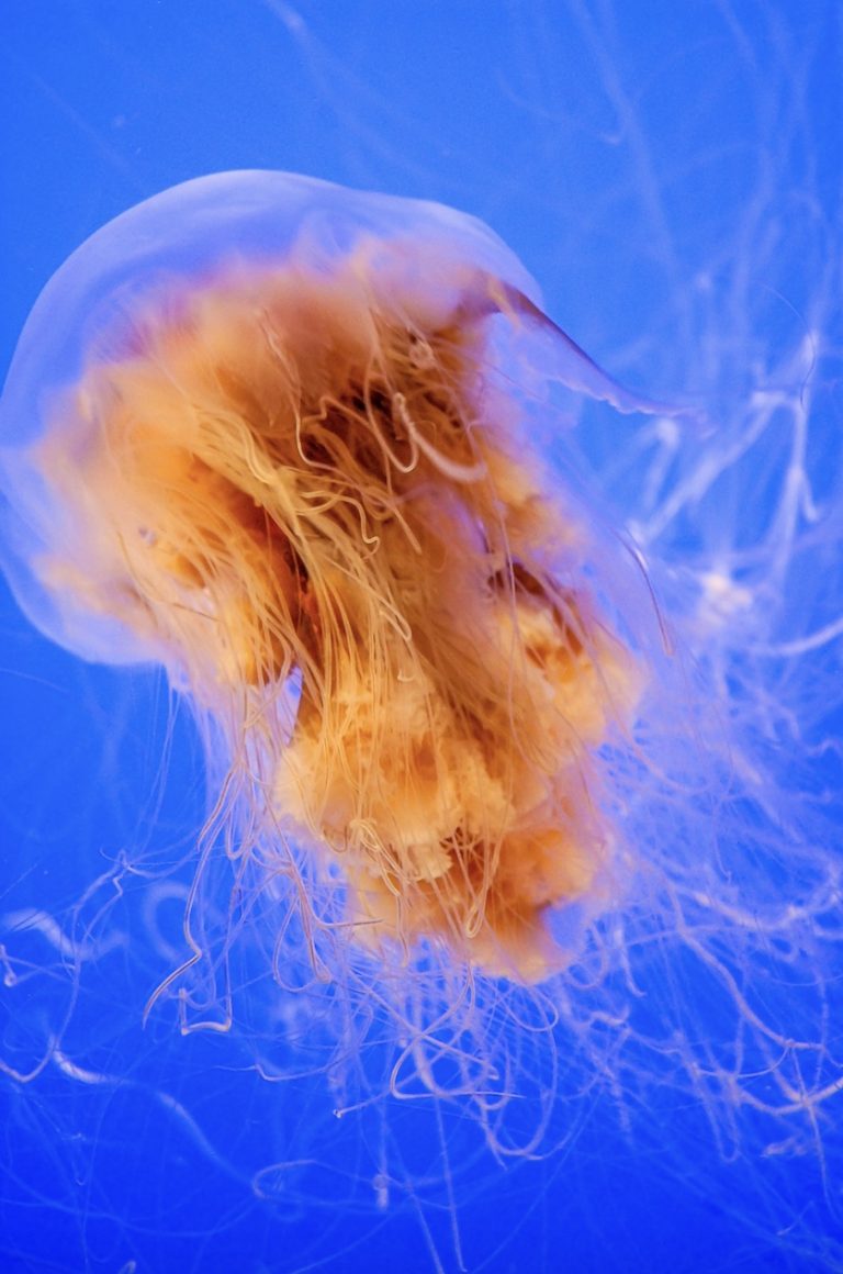 Do Lion's Mane Jellyfish Sting? American Oceans