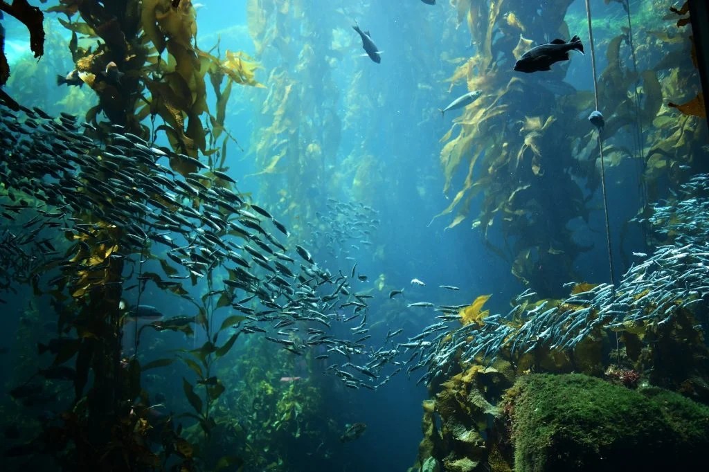 What Animals Live in Kelp Forests?