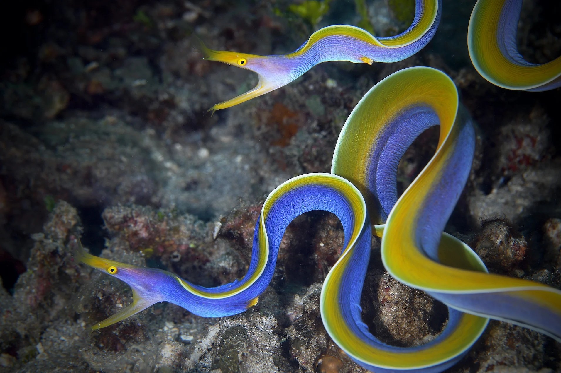 Are Eels Fish? American Oceans