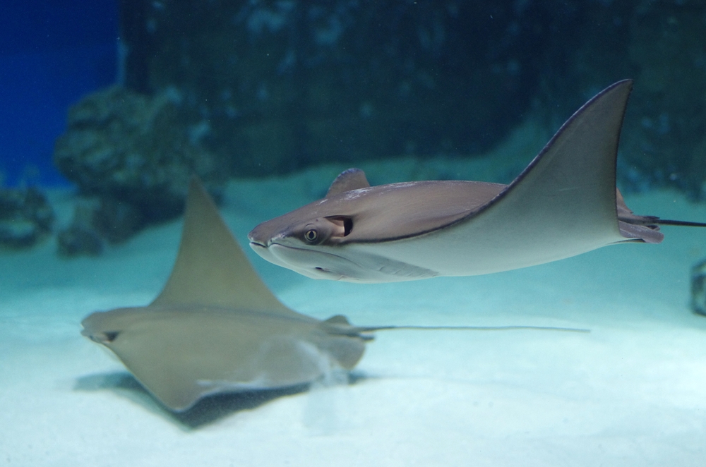 Types of Stingrays to Know