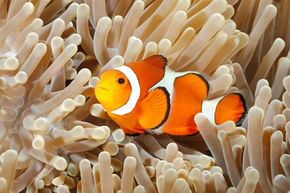 Clownfish Facts & Information Guide American Oceans