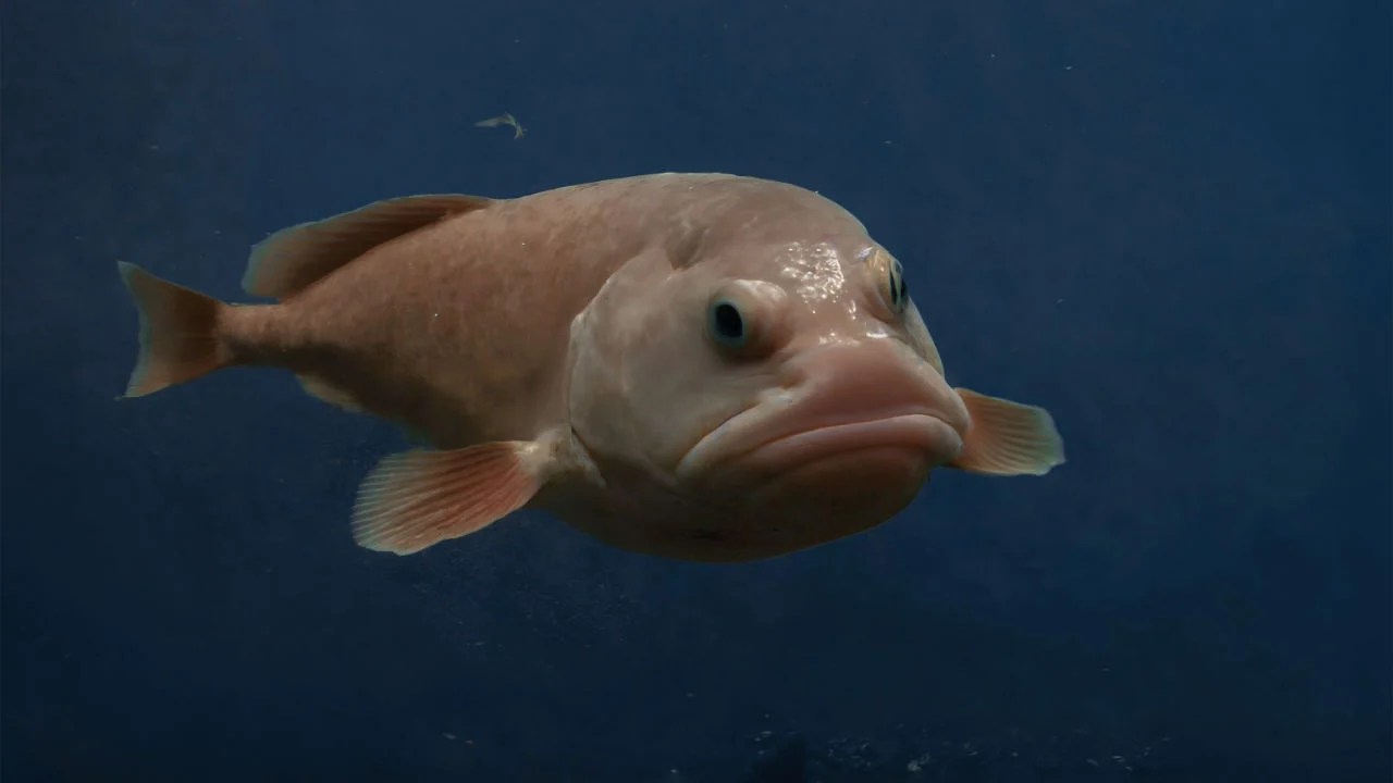 Can You Eat Blobfish and How Does It Taste? American Oceans