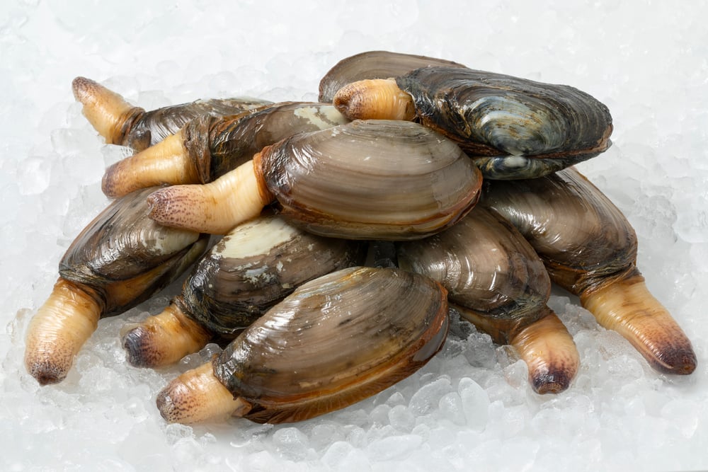 All the Different Types of Clams American Oceans