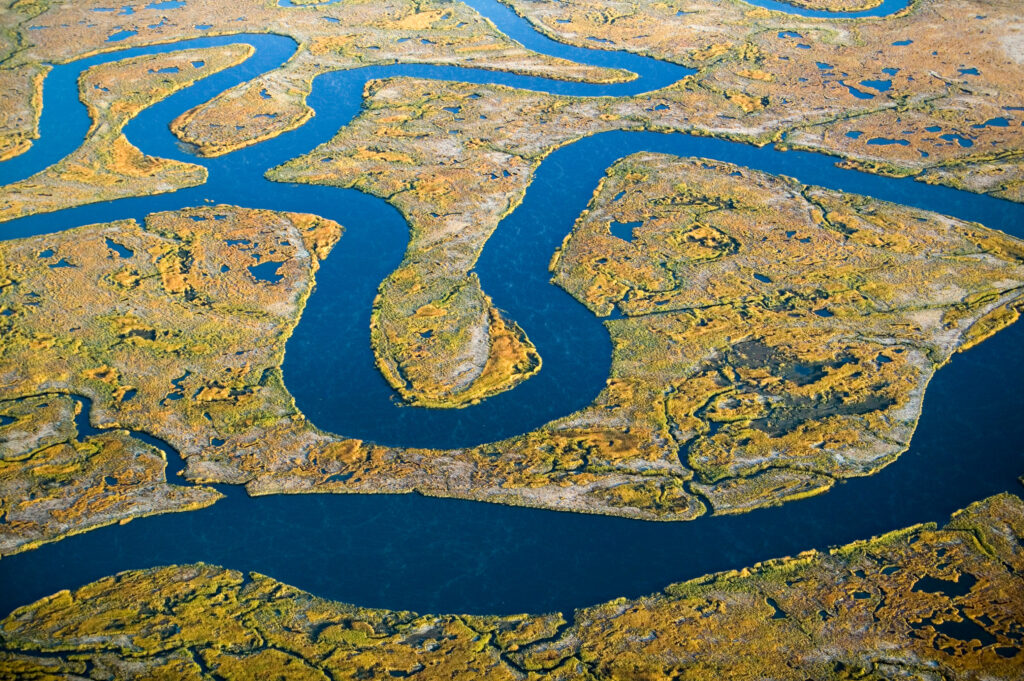 What is a Salt Marsh? An Essential Ecosystem Explained