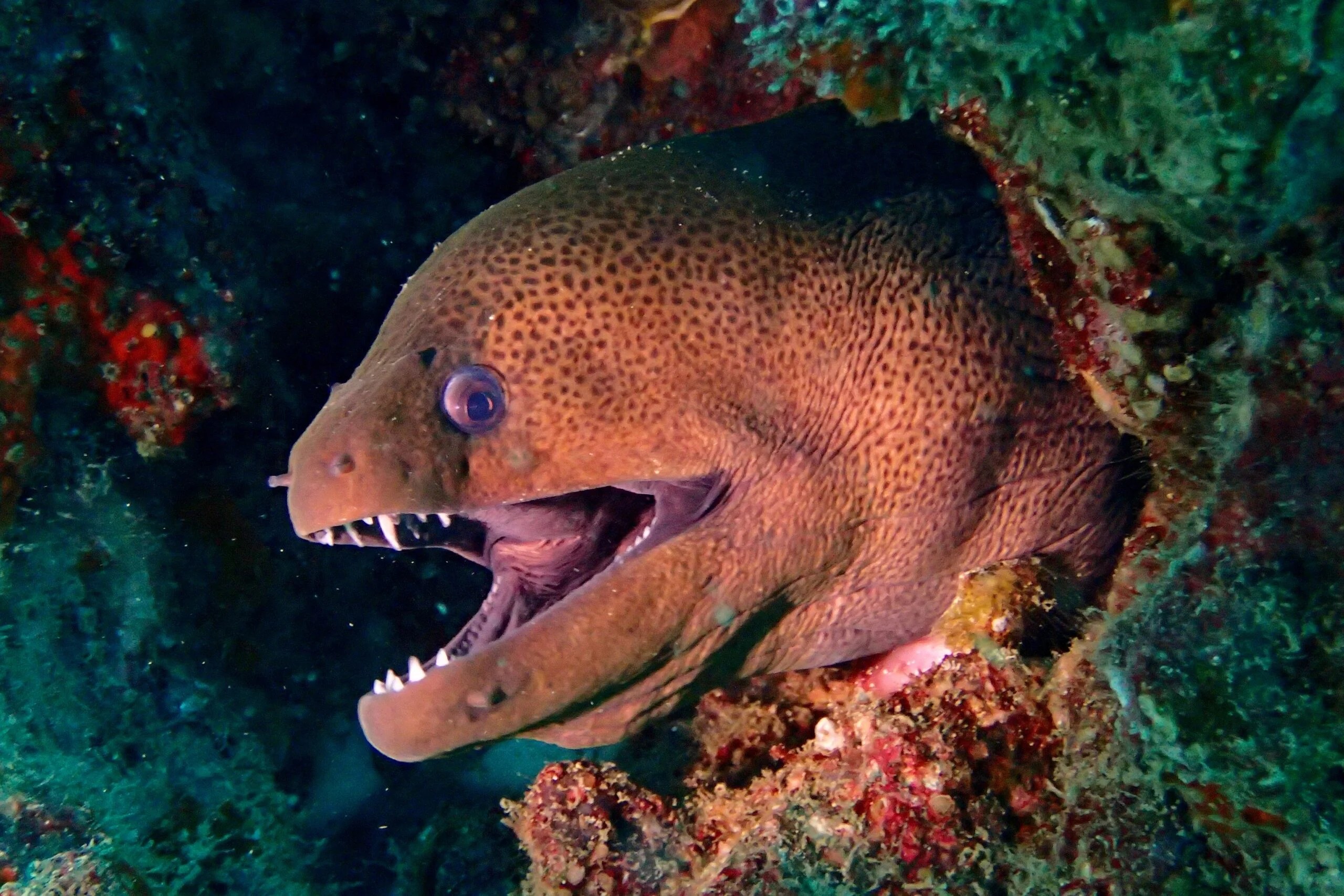 Moray Eels Eating