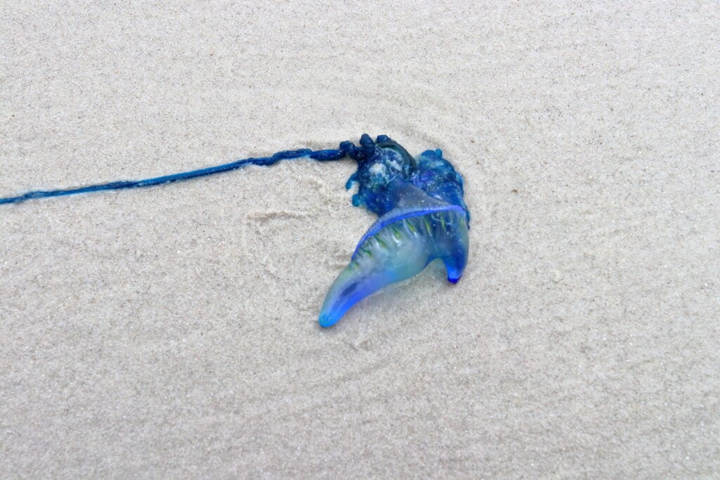 What Are Bluebottles?