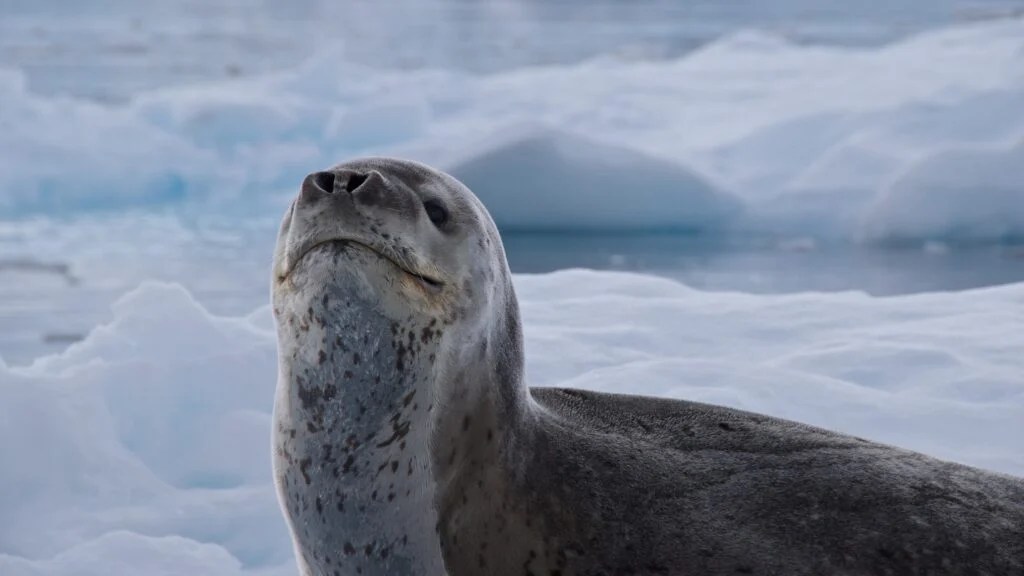 Are Leopard Seals Dangerous? American Oceans
