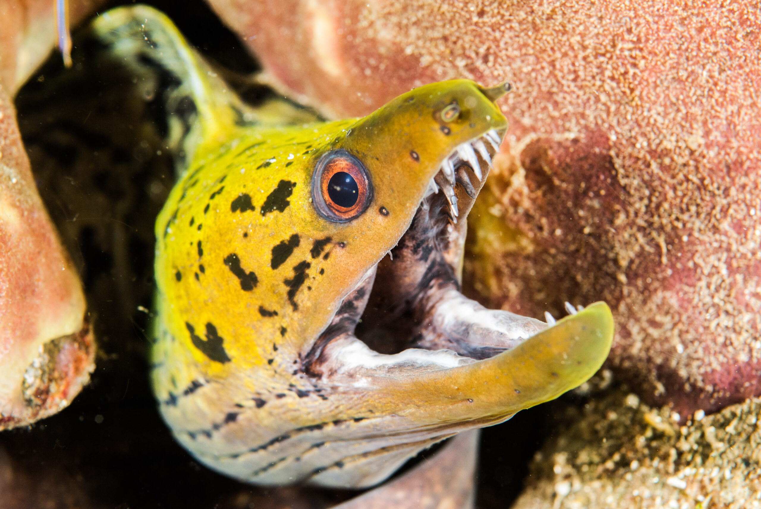 Green Moray Eel Bite