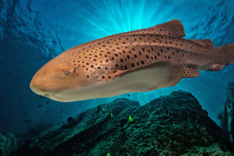 Zebra Shark