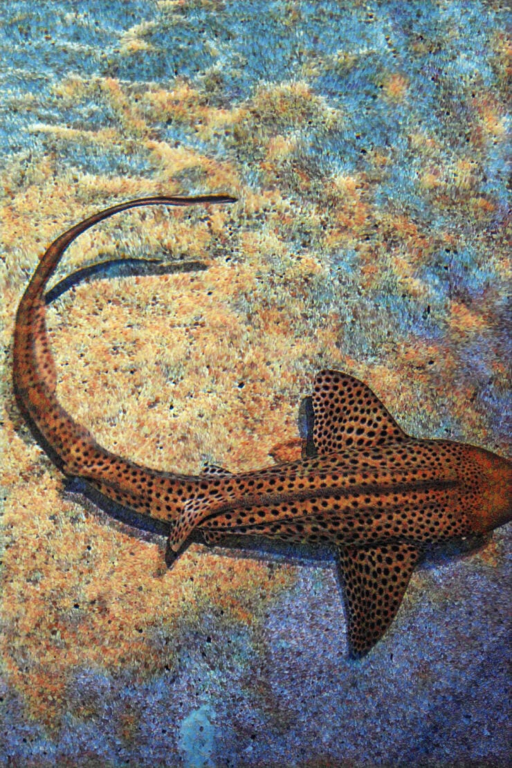 Zebra Shark